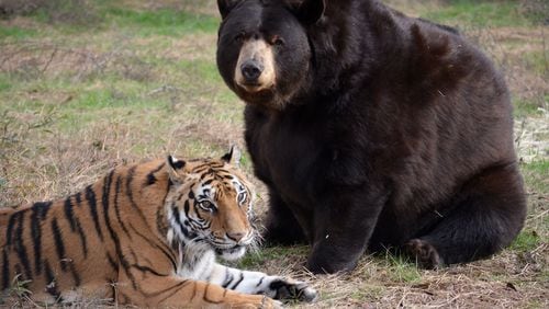 Shere Khan and pal, Baloo the Bear at Noah’s Ark Animal Sanctuary. CREDIT: NOAH’s ARK ANIMAL SANCTUARY
