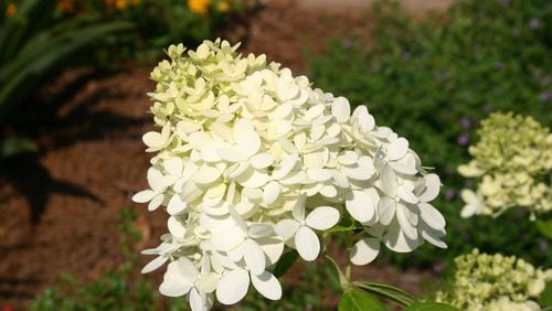 Panicle hydrangeas typically have cone-shaped flowers. CONTRIBUTED BY WALTER REEVES