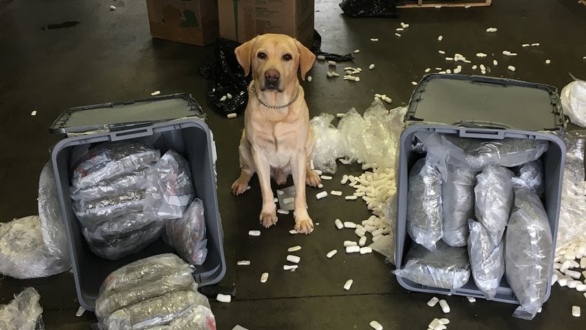 Photos: Meet Pacman, the super star drug-sniffing dog