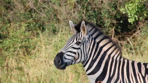 A zebra was shot and killed after it escaped from a North Florida property Wednesday.