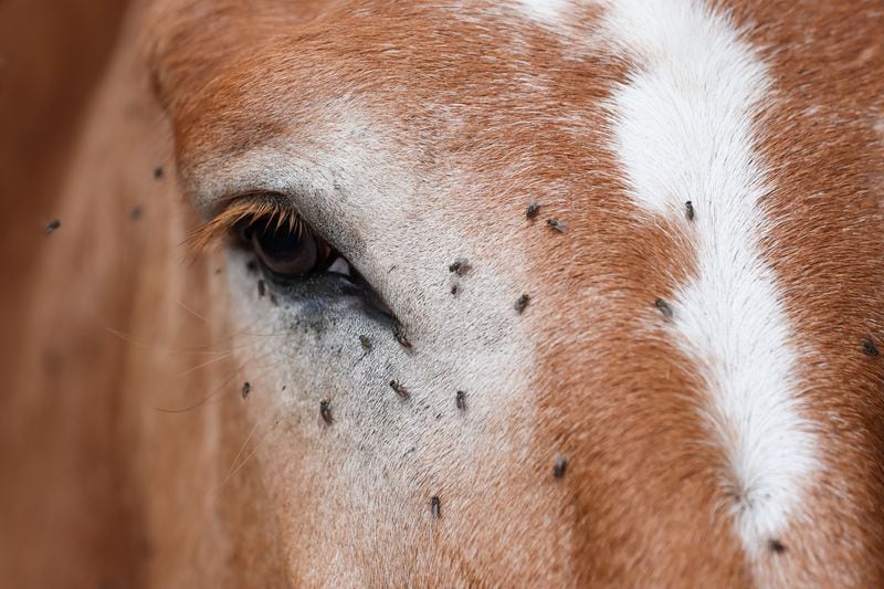 Flies gather on a horse owned by Jimmy and Libby Wilcher near the town of Mitchell on Wednesday, October 12, 2022.   (Arvin Temkar / arvin.temkar@ajc.com)