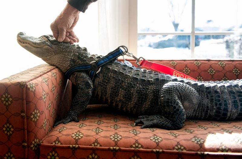 In this Jan. 14, 2019, photo Wally, a 4-year-old emotional support alligator, soaks up the sun while his owner, Joie Henney, rubs his head at the SpiriTrust Lutheran Village assisted-living facility in York, Pa.