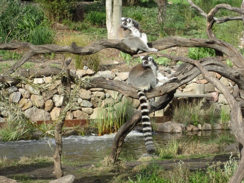 Jose Caubet shared this photo of a pair of lemurs at Safari West animal park, Santa Rosa, CA. "I befriended the pair during a visit to the park," he wrote. "They love red grapes."