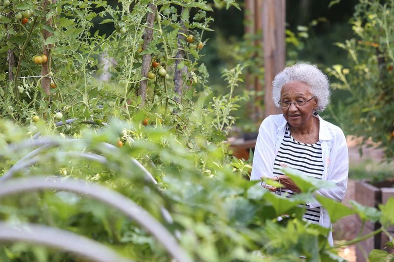 July 17, 2019 Atlanta- A volunteer harvests vegetables at the Atlanta Food Forest on Wednesday, July 17, 2019. The Atlanta Food Forest covers is a seven acre public park and garden near the Lakewood Fairgrounds and Browns Mill Golf Course. The food forest is the first in Georgia and the largest in the United States. Christina Matacotta/Christina.Matacotta@ajc.com