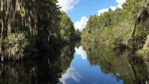 Kenric Belsak submitted this photo of the Okefenokee Swamp. “It’s often difficult to tell which way is up on the photo,” he wrote. According to the New Georgia Encyclopedia, it’s the largest swamp in North America covering roughly 700 square miles. Located in the southeastern corner of Georgia, cypress swamps, winding waterways and floating peat mats are a major part of the Okefenokee’s habitat mosaic. The swamp has a distinctive and fascinating natural history. Wet and dry prairies, swamps dominated by shrubs, and forests of black gum and bay trees intersperse the array of other habitats. A high ridge of sand known as Trail Ridge forms the eastern edge of the swamp. Wildlife abound; more than 400 species of vertebrates, including more than 200 varieties of birds and more than 60 kinds of reptiles, are known to inhabit the swamp.