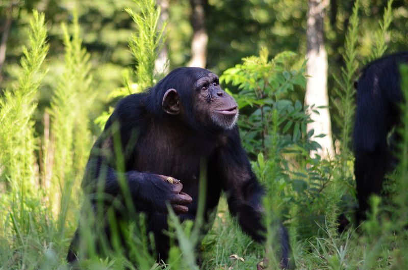 Arielle, a chimpanzee at Project Chimps Sanctuary in Morganton, GA, plays in the outdoor area of the 236-acre property. CONTRIBUTED/ PROJECT CHIMPS