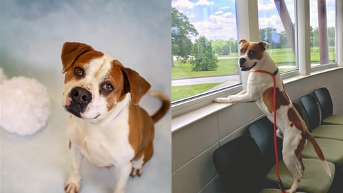 7-year-old Leo and 3-year-old Max both qualify for the Gwinnett County Animal Shelter's discount on older dogs.