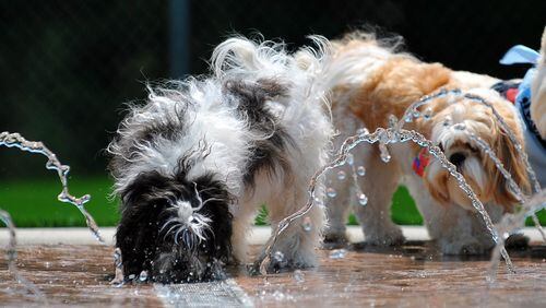 Dogs play in the water feature of Newtown Dream Dog Park in Johns Creek.