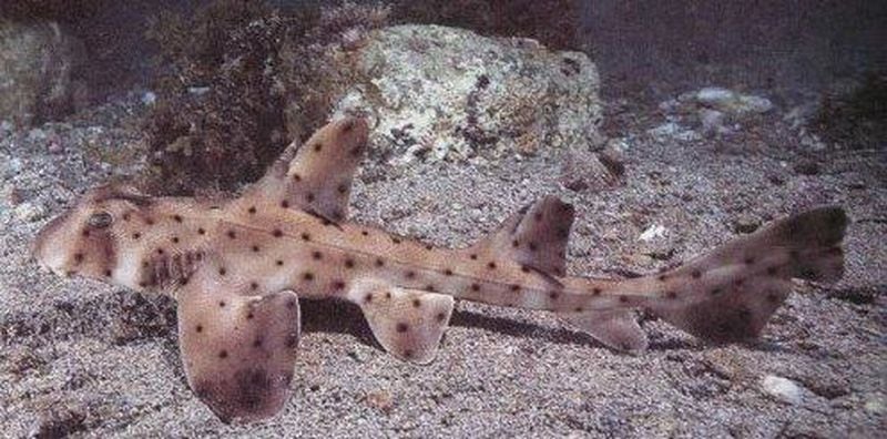 Miss Helen, a horn shark, was stolen and eventually returned to the San Antonio Aquarium.