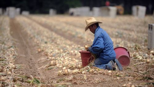 Noe Garcia Marquez harvests Vidalia onions at Sikes Farms in Collins Monday, May 2, 2011. He came to the farm from Mexico through the federal guest worker program.