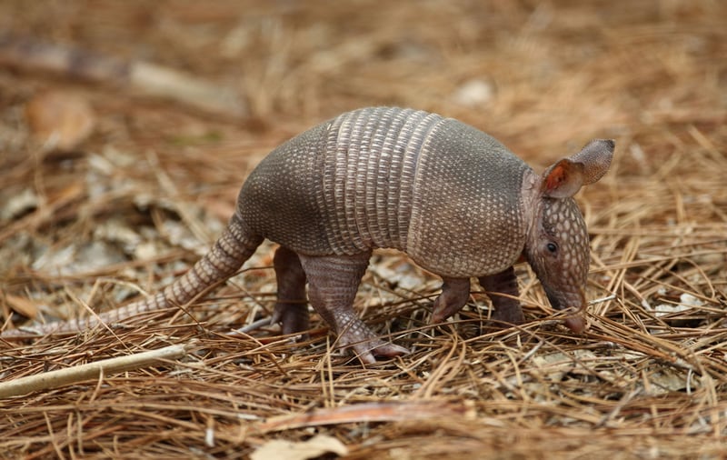 A file photo of an armadillo is shown.