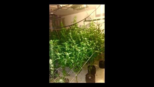Marijuana worth an estimated $100,000 was seized in Jackson County. (Credit: Jackson County Sheriff's Office)