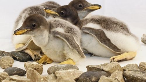 This trio of baby gentoo penguins is drawing attention at the Tennessee Aquarium in Chattanooga.