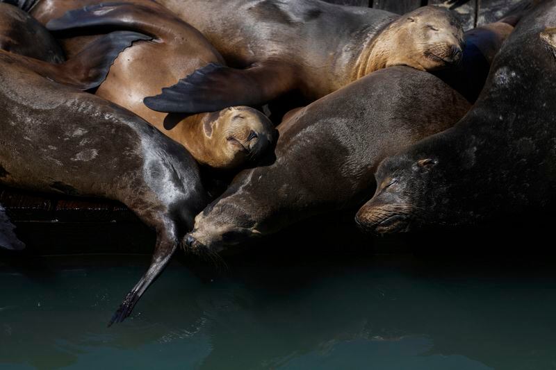 Sea lions sunbathe on a raft along Pier 39, Thursday, May 2, 2024, in San Francisco. (AP Photo/Godofredo A. Vásquez)