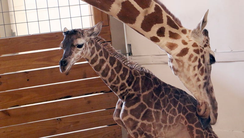 FILE - In this April 15, 2017, file photo, provided by Animal Adventure Park in Binghamton, N.Y., a giraffe named April licks her new calf.  (Animal Adventure Park via AP, File)