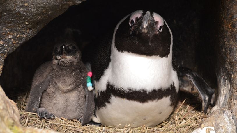 African penguin chicks hatched in 2015 for the fourth year in a row at the Georgia Aquarium.