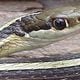No worriessssss: Meet Georgia's non-venomous snakes