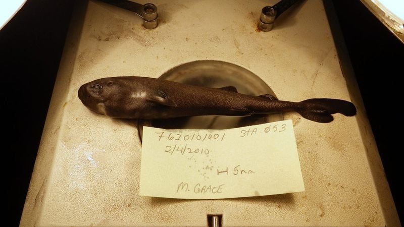 This undated image provided by the NOAA shows a 5.5-inch long rare pocket shark. A pocket-sized pocket shark found in the Gulf of Mexico has turned out to be a new species, and one that squirts little glowing clouds into the ocean. Mark Grace/Via NOAA