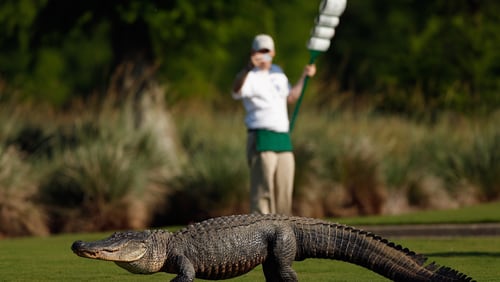 A giant alligator, like the one pictured here, only larger, sneaked up on golfers at a South Carolina golf tournament, then disappeared into a lagoon just as quickly.