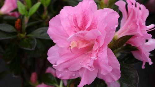 Reblooming azaleas can have flowers for most of the growing season. PHOTO CREDIT: Walter Reeves