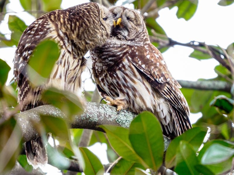 Barred owls show courtship feeding and preening rituals for relationship bonding before mating and the female going on the nest. 
(Courtesy of Steve Rushing & Rushing Outdoors)