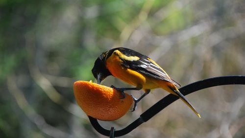 A male Baltimore oriole enjoys a halved orange. Baltimore orioles are voracious insect eaters but also are fond of fruits, suet products, nectar and grape jelly. (Courtesy of Twofingered Typist/Wikipedia Commons)