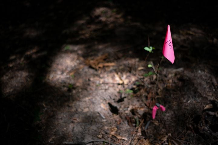 220620-Midland-A pink flag marks one of more than 500 grave sites in the Pierce Chapel African Cemetery in Midland, outside of Columbus. The cemetery was rediscovered in 2019 and work has since been done to clean, document and preserve it. The cemetery was reconsecrated during a Juneteenth celebration Monday, June 20, 2022. Ben Gray for the Atlanta Journal-Constitution