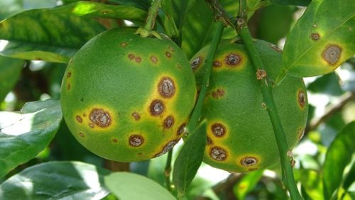 An image of fruit from a tree infected with citrus canker, a bacteria that is harmless to humans and animals, but that can affect the marketability of produce. Source: SPECIAL TO THE AJC