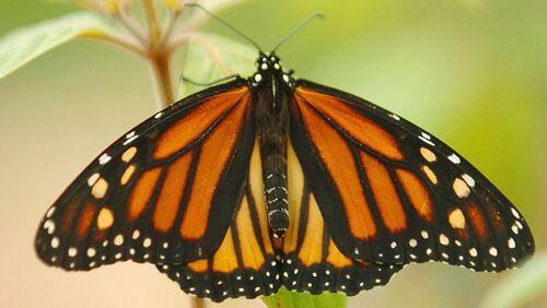 Monarch butterflies, like the one pictured here, may be going extinct.