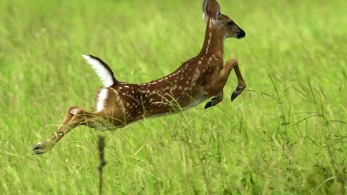 A young American white tailed deer leaps above the tall grass in South End Field on Ossabaw Island. CURTIS COMPTON / ccompton@ajc.com
