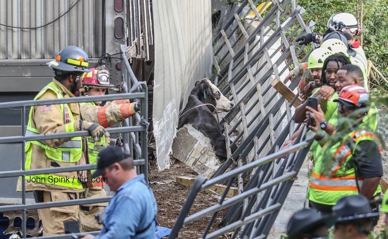 Authorities with the Georgia Department of Transportation have rescued cows trapped on a cattle truck that overturned on I-285 at the Cobb Cloverleaf early Monday morning. JOHN SPINK / JSPINK@AJC.COM