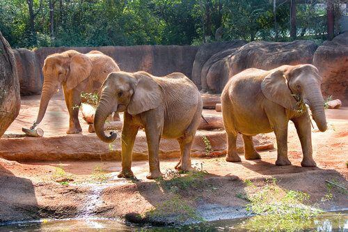 Zoo Atlanta's expansion plans