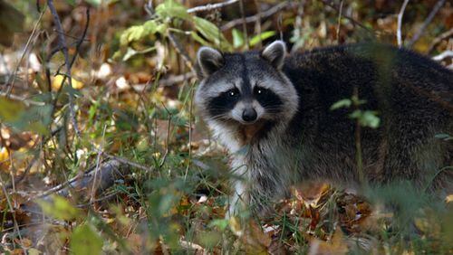 A raccoon captured near 1600 block of Flat Shoals Road tested positive for rabies. AJC file photo