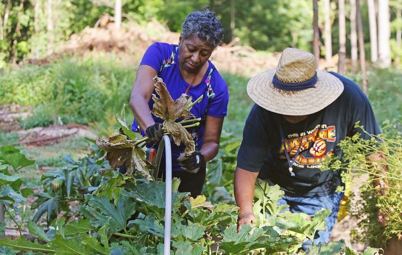 July 17, 2019 Atlanta- Rosemary Griffin (left) and Doug Hardeman (right) tend to vegetables at the Atlanta Food Forest on Wednesday, July 17, 2019. The Atlanta Food Forest covers is a seven acre public park and garden near the Lakewood Fairgrounds and Browns Mill Golf Course. The food forest is the first in Georgia and the largest in the United States. Christina Matacotta/Christina.Matacotta@ajc.com