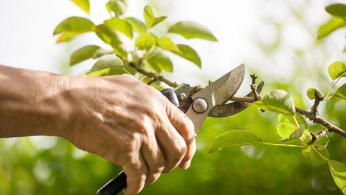 If you live in an especially wooded area, this may be a good time to trim trees. (Dreamstime)