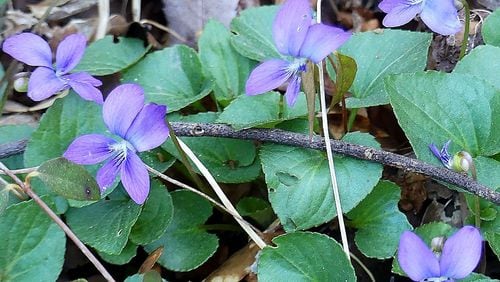 The common blue violet, shown here, blooms across Georgia in early spring. Its flowers and leaves are are both edible. Various preparations from it have been used to heal wounds and treat colds, coughs, diarrhea and headaches. CONTRIBUTED BY CHARLES SEABROOK