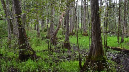 More than 1,200 acres of newly protected land in Hampton County, South Carolina, is dominated by bottomland hardwood trees along more than two miles of a tributary feeding the Savannah River.