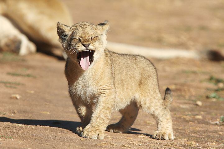 Lion Cubs Debut At Monarto Zoo in Australia