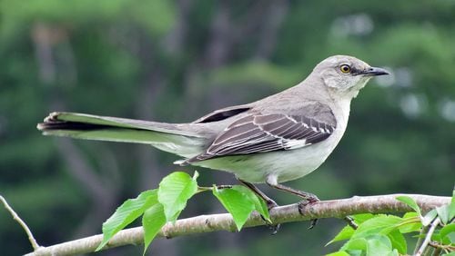 The mockingbird is most famous for its ability to imitate the songs and calls of other birds. A mockingbird may have more than 200 different songs in its repertoire. CONTRIBUTED BY CAPTAIN-TUCKER / CREATIVE COMMONS