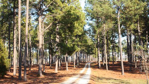 Alpharetta has added pine trees to the list of trees not considered a tree of quality. (File Photo by Brian Dupree)