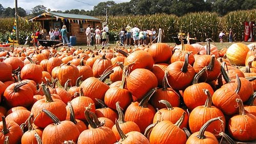 The pumpkins overflow at Uncle Shuck’s Corn Maze and Pumpkin Patch in Dawsonville. CONTRIBUTED