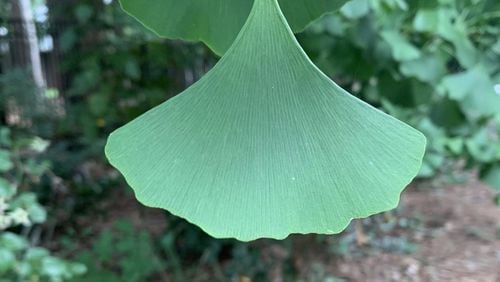 Ginkgo leaves are distinctively shaped. The tree itself is ancient: Fossils date to 270 million years ago. CONTRIBUTED BY WALTER REEVES