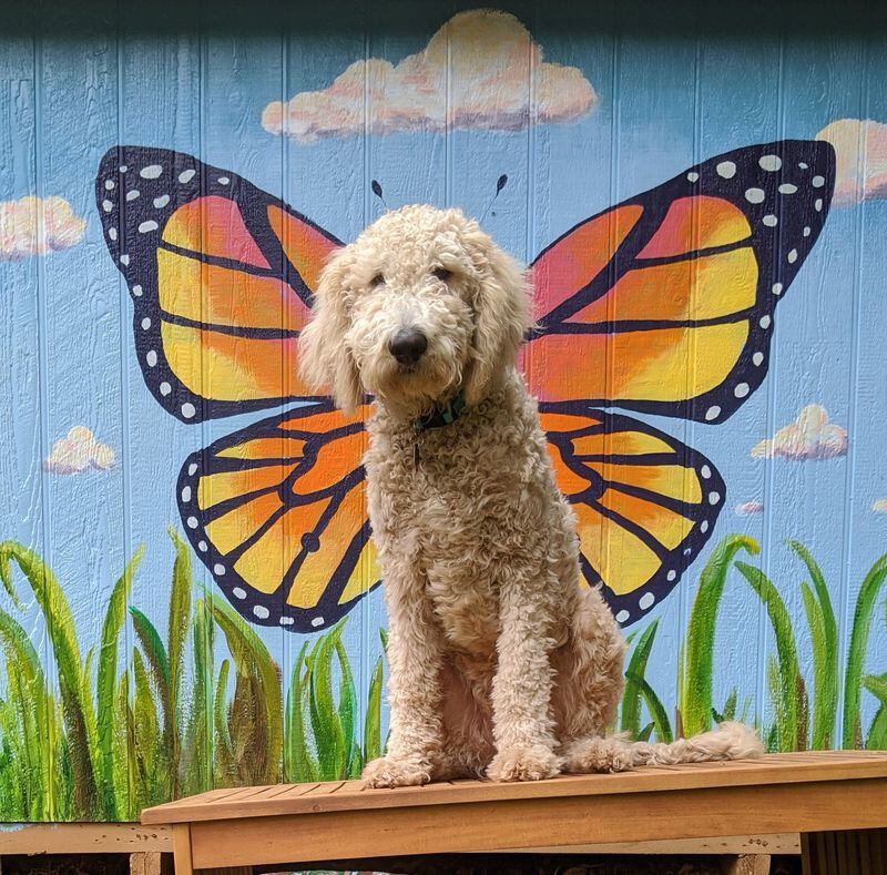 Penny Bonner painted a wall in her backyard s shed, perfect for striking a pose, even for Elvis the dog. Contributed by Penny Bonner