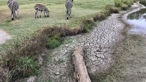 In this Oct. 7, 2019, photo, cracked earth is left behind after an ongoing drought dried up a stream at Pettit Creek Farms in Bartow County. Owner Scott Allen says that natural water sources like this one used to provide water for the zebras and other animals in the farm. Allen is now relying on city water from Cartersville to care for the animals. AP PHOTO / JEFF MARTIN