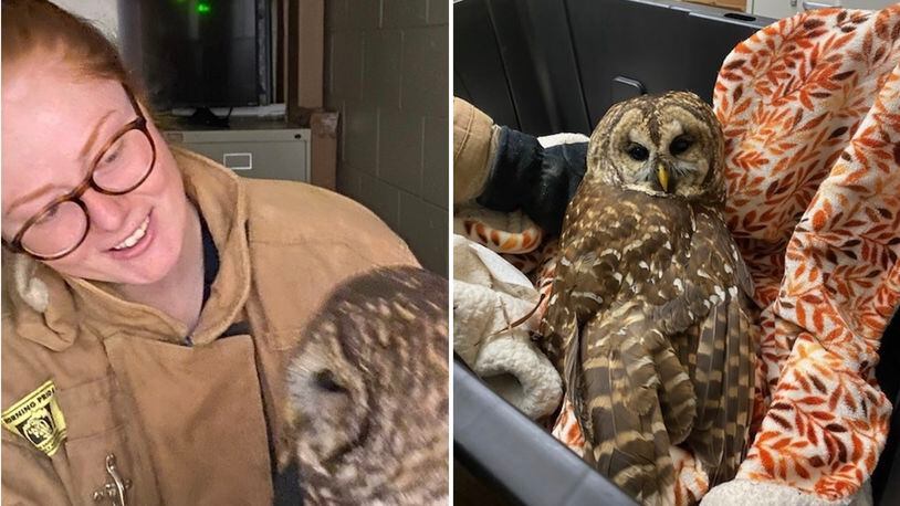 Milton Firefighter/EMT, Agata Sarkis, recently rescued a wounded barred owl. COURTESY MILTON FIRE DEPARTMENT