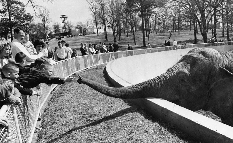 In the early 1960s, visitors could feed the elephants at Atlanta's zoo. (Bill Young/AJC)