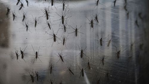 RECIFE, BRAZIL - JANUARY 26: Aedes aegypti mosquitos are seen in a lab at the Fiocruz institute on January 26, 2016 in Recife, Pernambuco state, Brazil. The mosquito transmits the Zika virus and is being studied at the institute. In the last four months, authorities have recorded close to 4,000 cases in Brazil in which the mosquito-borne Zika virus may have led to microcephaly in infants. The ailment results in an abnormally small head in newborns and is associated with various disorders including decreased brain development. According to the World Health Organization (WHO), the Zika virus outbreak is likely to spread throughout nearly all the Americas. At least twelve cases in the United States have now been confirmed by the CDC. (Photo by Mario Tama/Getty Images)