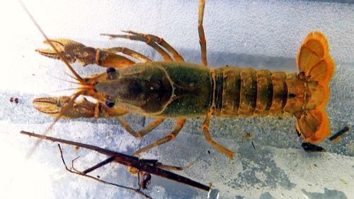 This 2-inch crayfish, scooped out of Sibley Pond in the Chattahoochee National Recreation Area, indicates that the water quality is good. Crayfish and other pond creatures are very sensitive to pollution, and their absence would suggest poor water quality. CONTRIBUTED BY CHARLES SEABROOK