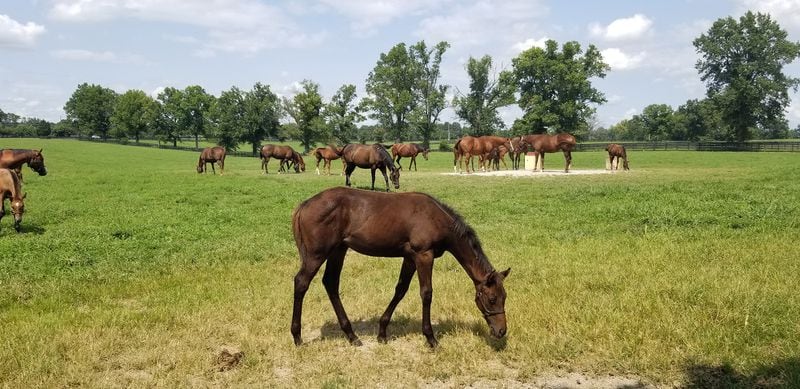 Hermitage Farm in Goshen, Kentucky, offers a thoroughbred tour.
Courtesy of Wesley K.H. Teo