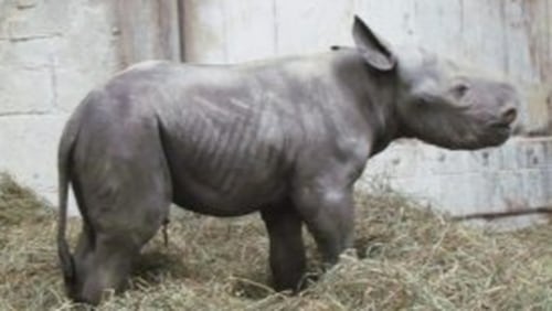 Kendi, a rare black rhino, was born Monday. (Photo: Cincinnati Zoo)
